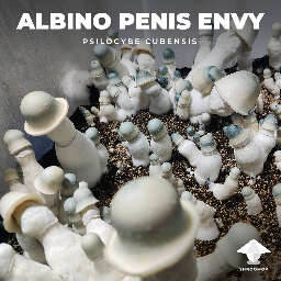 APE shroom story