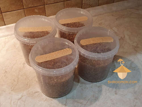 Jars with substrate for growing psilocybe cubensis mushrooms