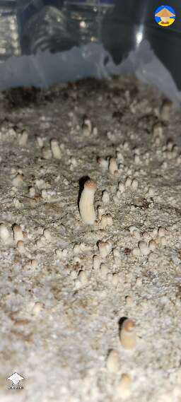They are so small - pins