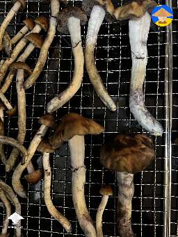 Harvested Tidal Wave mushrooms grown in a bag