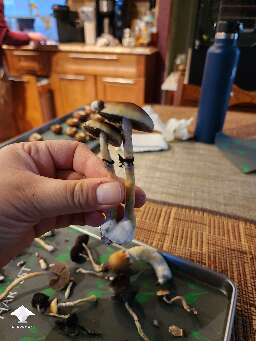 First mushroom harvest - GT