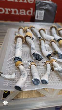 Clockwork Orange magic mushrooms