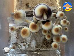 Some pics from todays harvest Orissa
