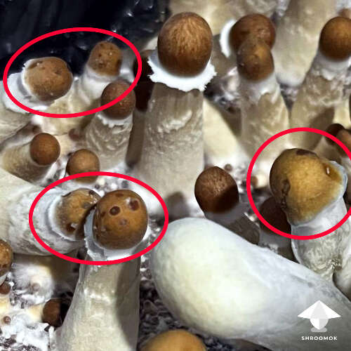 Bacterial blotch pseudomonas tolaasii contamination on mushroom cap