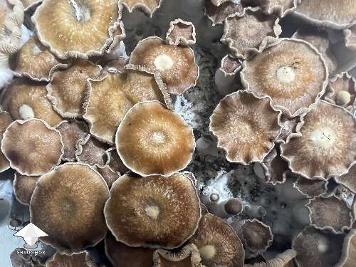 Toque magic mushrooms fruiting
