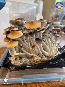 Z strain flush
