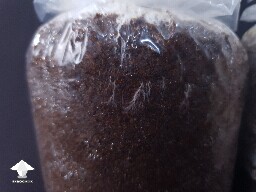 Antler reishi mycelium ropes - Day-to-day Reishi growing diary