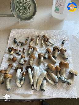Second flush shrooms harvest Hillbilly