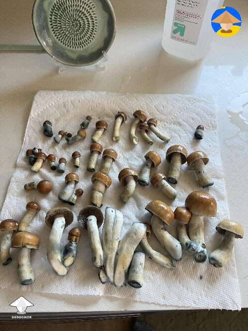 Second flush shrooms harvest Hillbilly