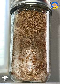 Attempting PF tek with some old elm oyster spores I collected from a harvest in Oct 2022 - more in description #2