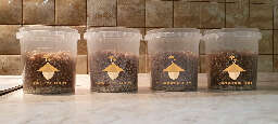 Jars with substrate for growing psilocybin mushrooms