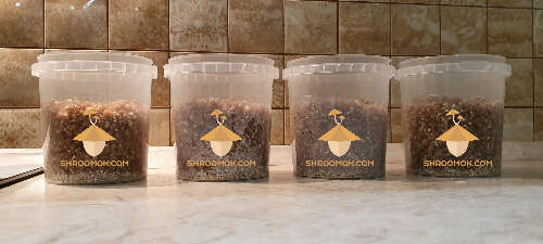 Jars with substrate for growing psilocybin mushrooms