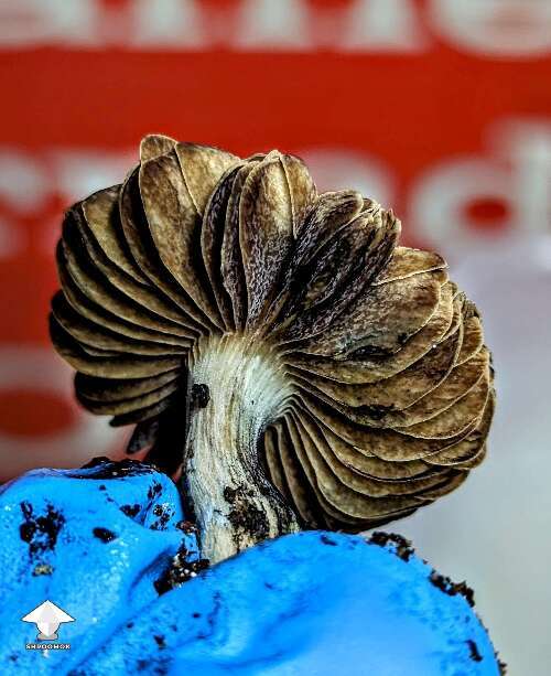 Beautiful Choco Rojo magic mushrooms