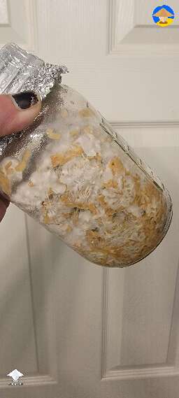 Slimy bacterial contamination in spawn jar