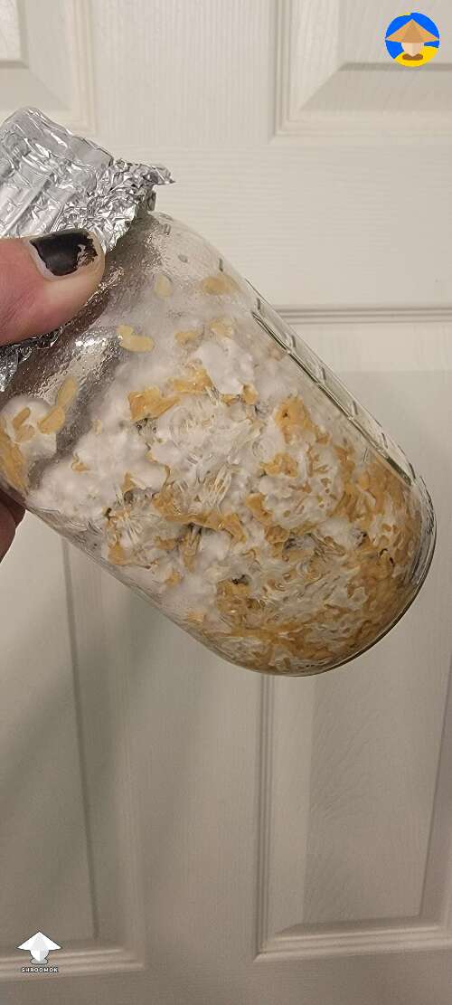 Slimy bacterial contamination in spawn jar