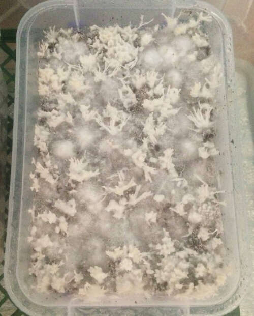 Different types of healthy mycelium (tomentose and rhizomorphic mix) can be confused with cobweb mold