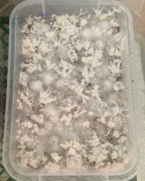 Weak fluffy mycelium is not a cobweb mold contamination