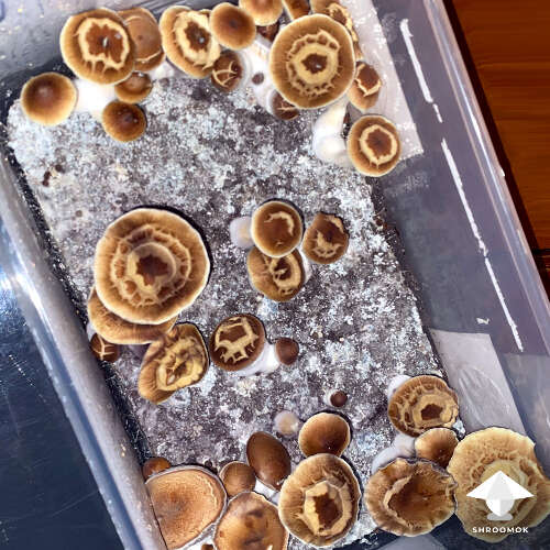 Mushroom caps crack radially after bacterial blotch
