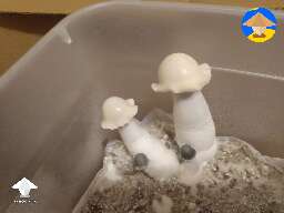 Deep Blue Yeti magic mushrooms fruiting