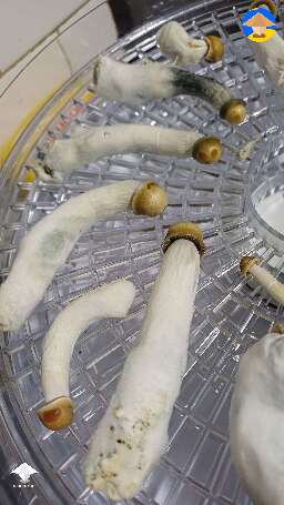 DC Mak 350 magic mushroom harvest