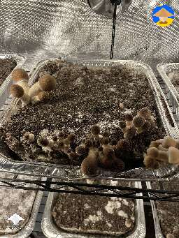 Pinning and fruiting in the grow tent #5