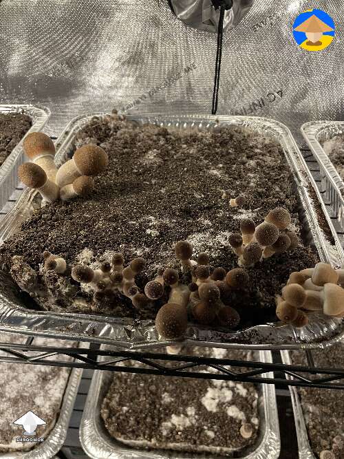 Still dealing with climate conditions in the tent. Side growing mushrooms
