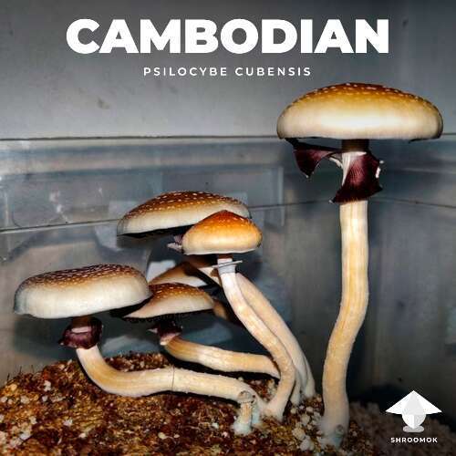 All about psilocybe cubensis cambodian mushrooms