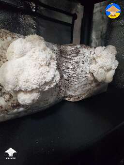 I'm pretty excited about these Lion's Mane fruiting #2