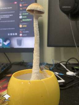 Growing shrooms in cup - 1 week later - Golden Teacher