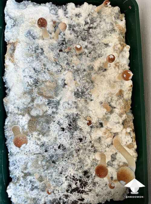 Natalensis mushroom cake #2, first flush, day 14 of fruiting period