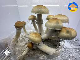 Cubensis Red Boy - flush 2