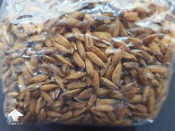 Whole unpeeled rice grain for spawn - Reishi growing diary