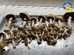 My first time growing