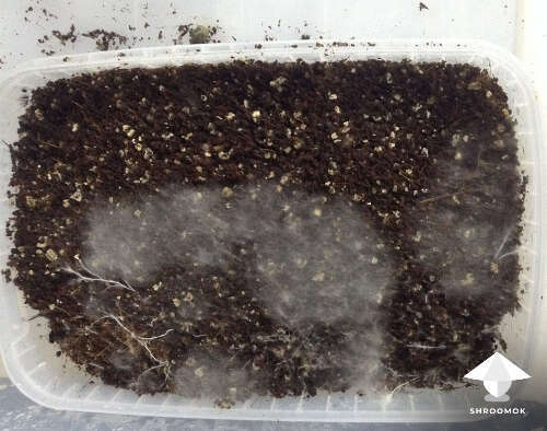 Cobweb contamination on mushroom cake