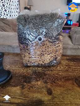 All in one bag, 6 days after inoculation