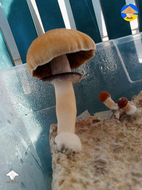 Psilocybe Cubensis Purple Mystic mushrooms