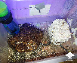 Shiitake block in fruiting chamber