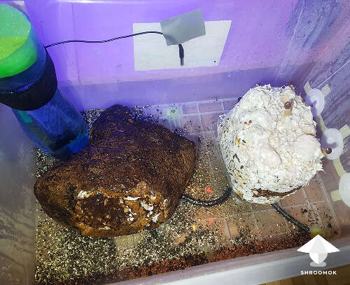 Shiitake block in fruiting chamber