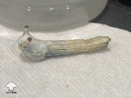 Little slug boi - funny shroom