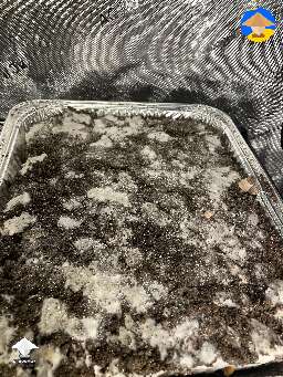 Pinning and fruiting in the grow tent #4
