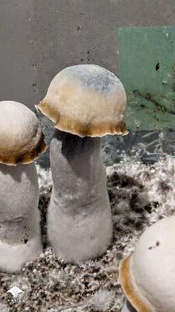 Clockwork Orange magic mushrooms growing