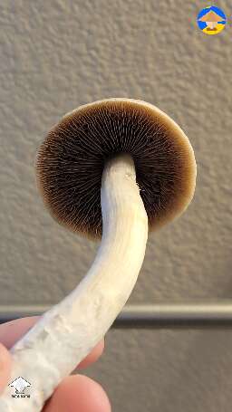 So nice gills - Golden teacher