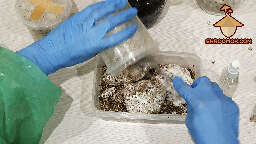 Mushroom cake and casing process