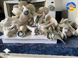 Jack Frost cubensis magic mushrooms #3
