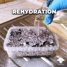 Mushroom cake rehydration soaking for new flush