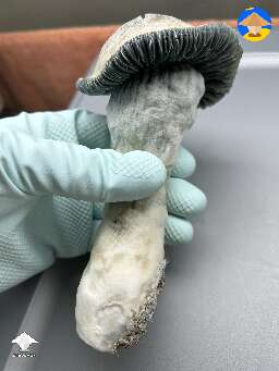 Penis Envy 100 club mushroom