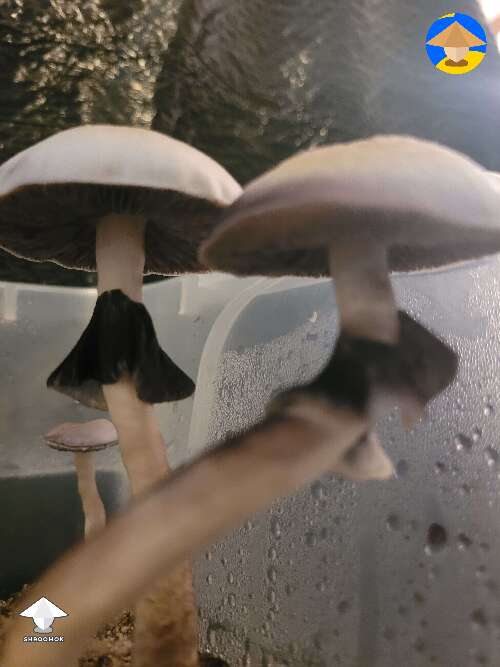 White teacher magic mushrooms 💕