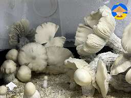 Rich harvest Cubensis Jack Frost magic mushrooms #5