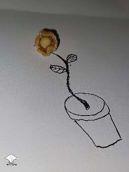 Mushroom art - mushroom blooming