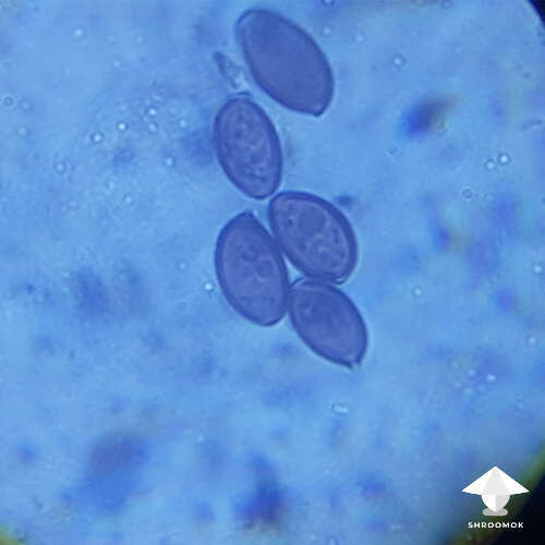 Golden teacher mushroom spores microscopy